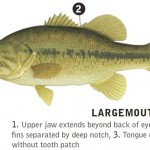 largemouth-bass-identifying-marks