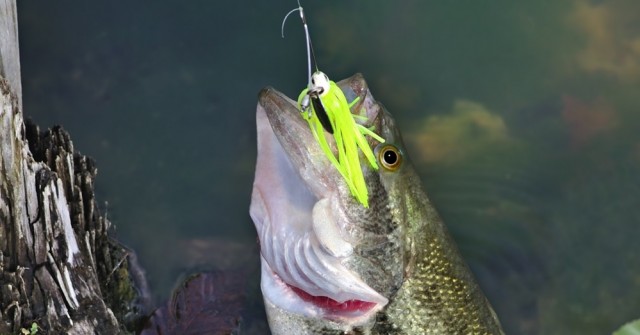 Best Largemouth Bass Lures - Handmade, Covered by Real Fish Skin