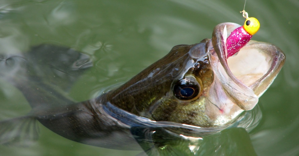 Catch Limits Of Bass On The Herring Head Underspin Jig